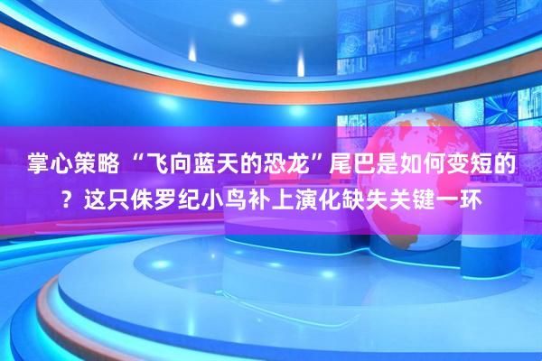 掌心策略 “飞向蓝天的恐龙”尾巴是如何变短的？这只侏罗纪小鸟补上演化缺失关键一环
